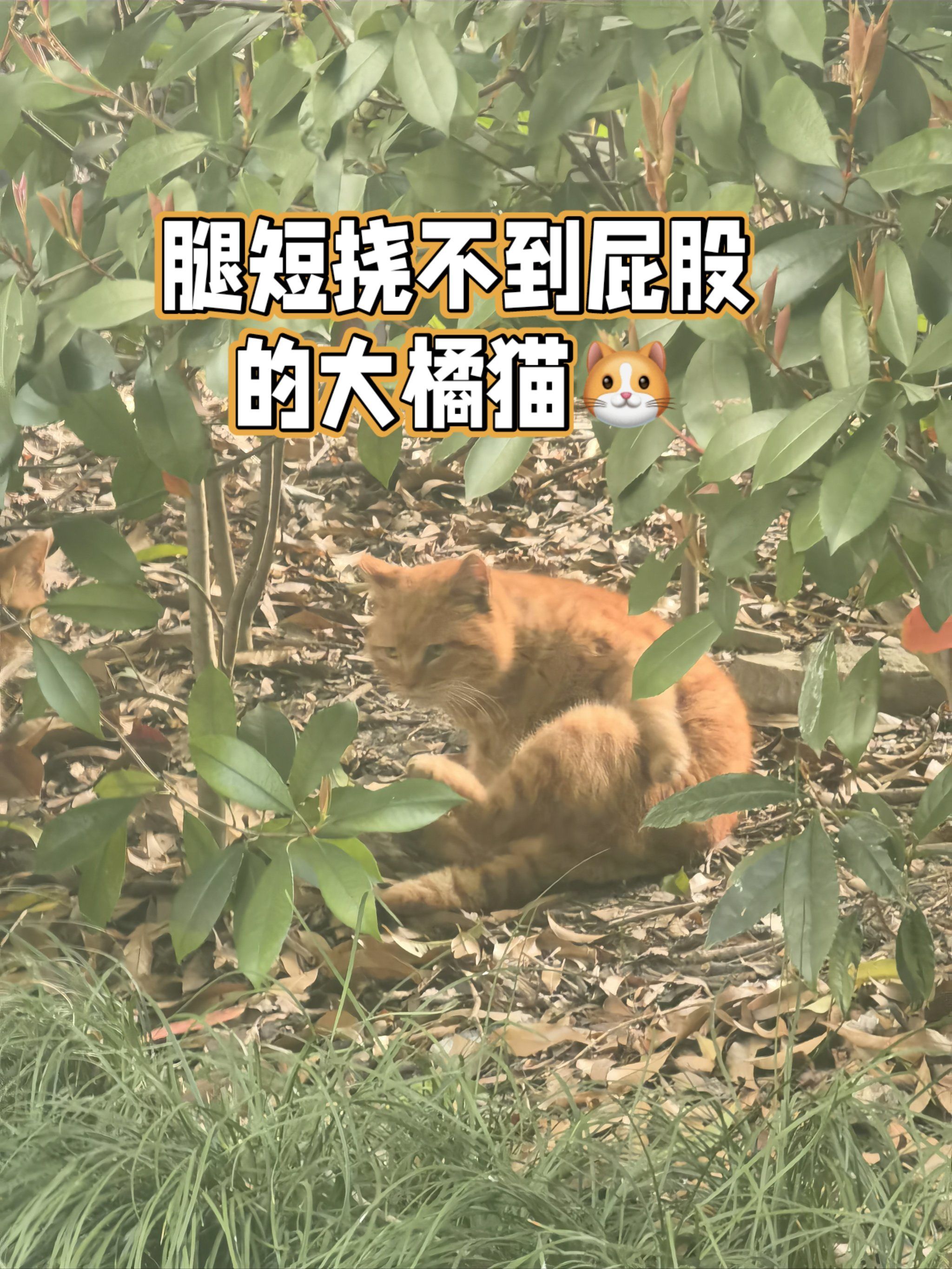 偶遇一只小短手挠不到屁股的橘猫93被凶了哈哈
