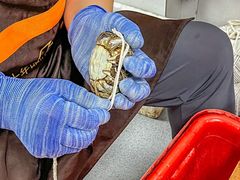 -阳澄湖大闸蟹·琼灵阁牌品牌连锁(吴中总店)