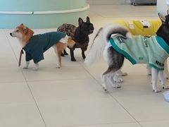 -怪兽屋·羊驼·猫咖·狗咖(俊华广场店)