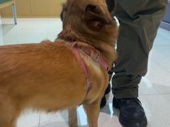 -帕帕拉兹宠物(亚洲旗舰店)