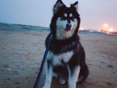 -日照灯塔风景区