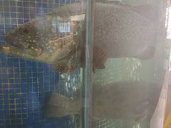 -欢乐海岸美食联盟