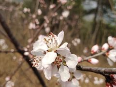 -北京西山国家森林公园