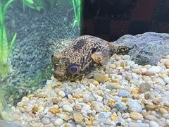 -上海海洋水族馆