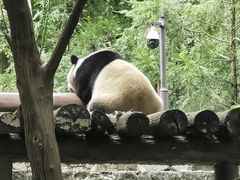 -都江堰中华大熊猫苑