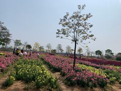 -天适樱花悠乐园