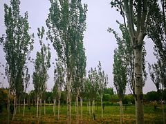 -武清南湖绿博园