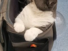 -佑安动物医院·全科·内窥镜中心(幸福巷店)