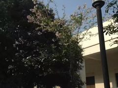 -武汉大学-樱园