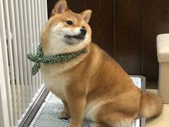-逗柴咖啡屋·狗咖猫咖宠物桌游