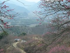 -新建村梅花