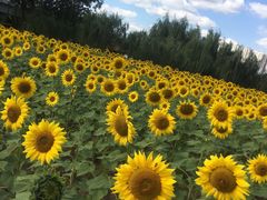 -长白岛森林公园