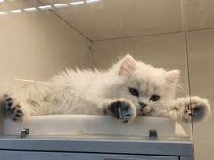 -lincat·猫舍(广州店)