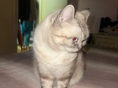 -申普宠物医院·眼科·心内科·影像科(普陀分院)