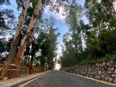 -银湖山郊野公园-相思林