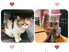 -猫色咖啡·猫咖