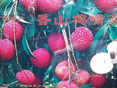 香山鸡嘴荔枝特制的箱子-香山鸡嘴荔枝