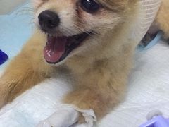-康成宠物医院24H·CT·核磁共振