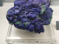 -中国地质博物馆
