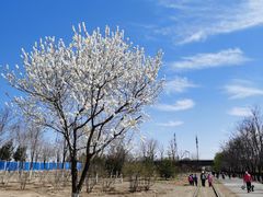 -永定河休闲森林公园