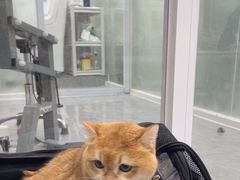 -爱洗澡的猫(天河路店)