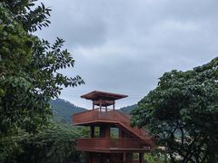 -银湖山郊野公园-相思林