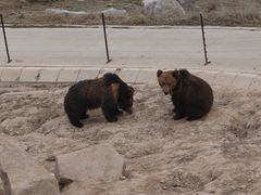 -青藏高原野生动物园