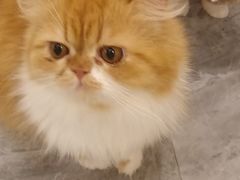 -More Fun猫咖 二十只万元加菲主题