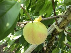 -南汇水蜜桃采摘(大团店)