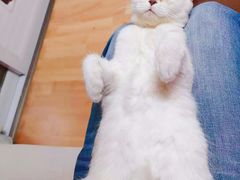 -猫大福·Fortune Cat猫舍(百子湾店)