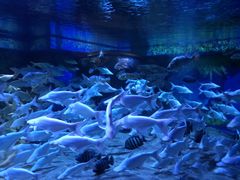 -成都浩海立方海洋公园