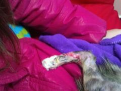 -瑞派动物医院·绝育·犬猫全科·预防医学(光景江南中店)