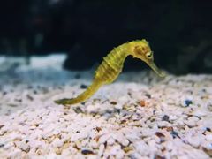 -暹罗海洋世界
