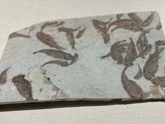 -大连金州博物馆