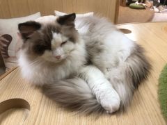 -猫和宫(六道口店)
