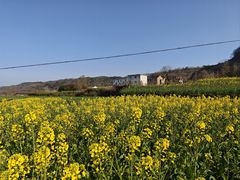 -桑洲油菜花景区