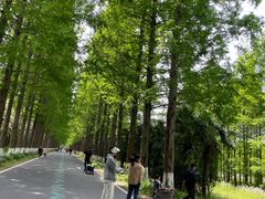 -黄海国家森林公园