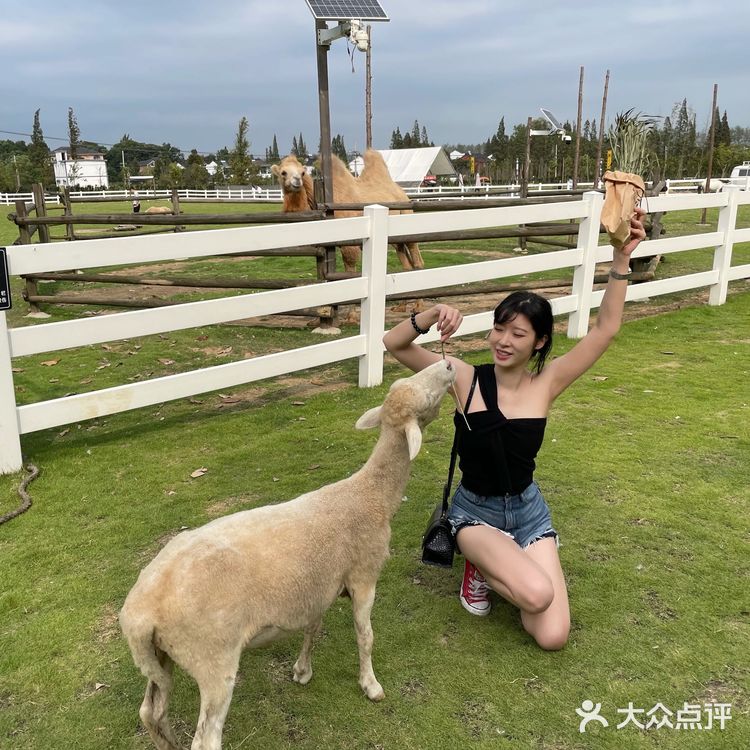 不用去肯尼亚🇰🇪也能和长颈鹿🦒共进早餐呀