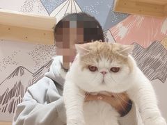 -滚猫咖啡·猫咖·猫友好撸猫(未来城店)