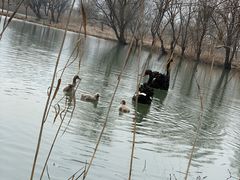 -长兴太湖图影湿地文化园