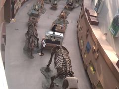 -陕西自然博物馆