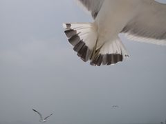 -海驴岛(荣成市)