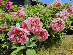 -河间府署