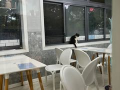 -喵的天空名猫咖啡馆·撸猫·猫舍·用品