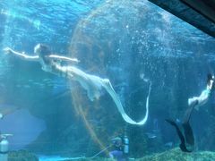 -海合安成都极地海洋公园