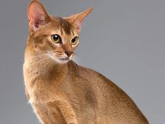-猫十亿·布偶金渐层·曼基康矮脚猫舍(青年路店)