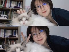 -猫十亿·布偶金渐层·曼基康矮脚猫舍(青年路店)