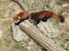 -大连森林动物园