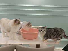 -安格丽娜·狗咖·猫咖羊驼咖(春熙路百盛商场店)