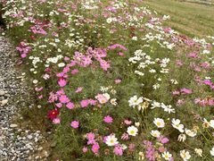 -桤木河湿地公园